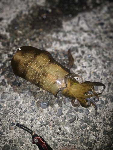 アオリイカの釣果
