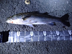 フッコ(マルスズキ)の釣果