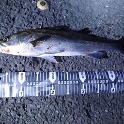 フッコ（マルスズキ）