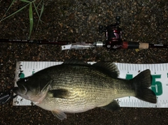 ブラックバスの釣果