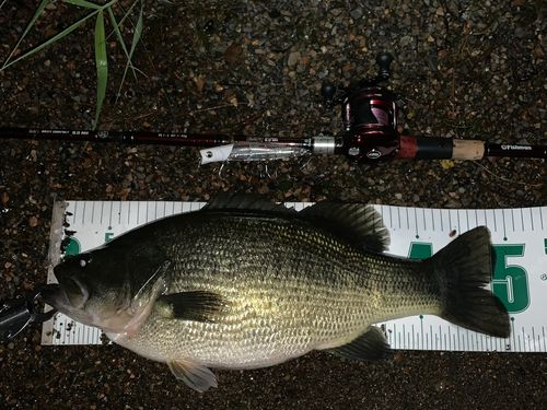 ブラックバスの釣果