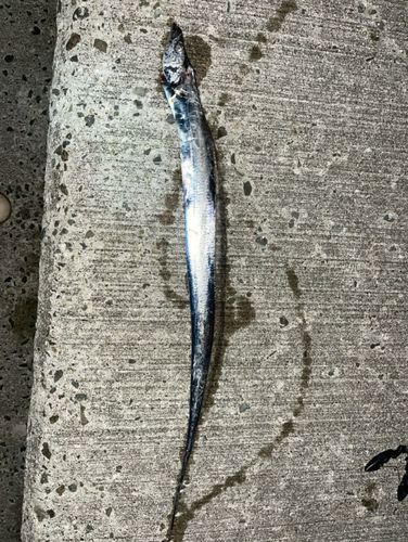 タチウオの釣果
