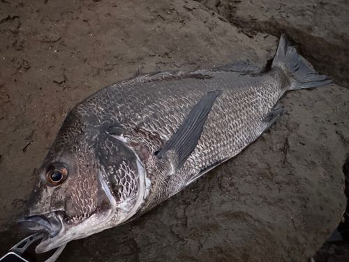 チヌの釣果