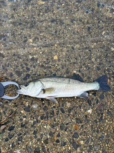セイゴ（タイリクスズキ）の釣果