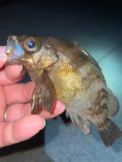 メバルの釣果