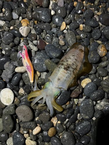 アオリイカの釣果