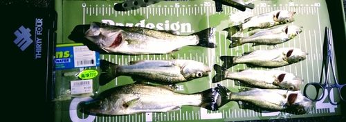 シーバスの釣果