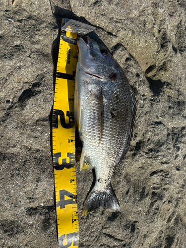 キビレの釣果