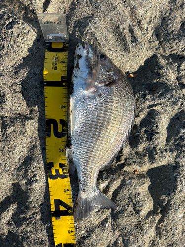 キビレの釣果