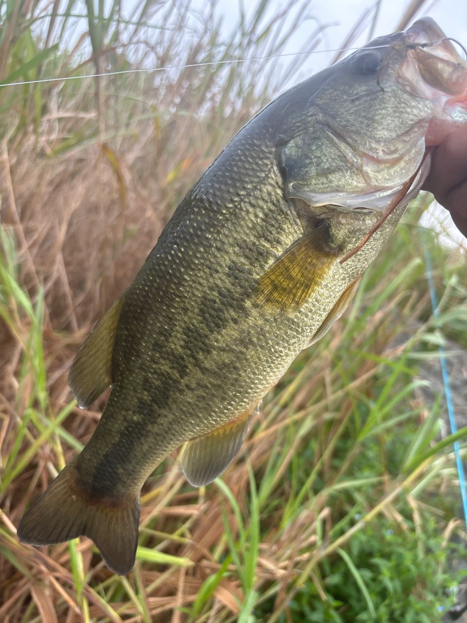 ラージマウスバス