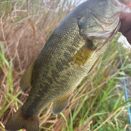 ラージマウスバス