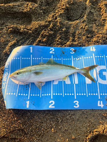 ハマチの釣果
