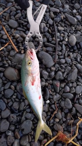 ワカシの釣果