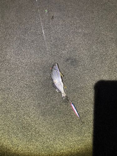 セイゴ（ヒラスズキ）の釣果