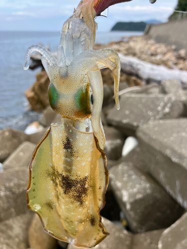 アオリイカの釣果