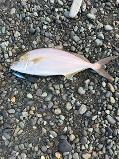 ショゴの釣果