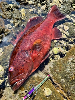 スジアラの釣果