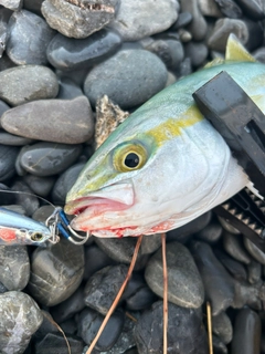 ワカナゴの釣果