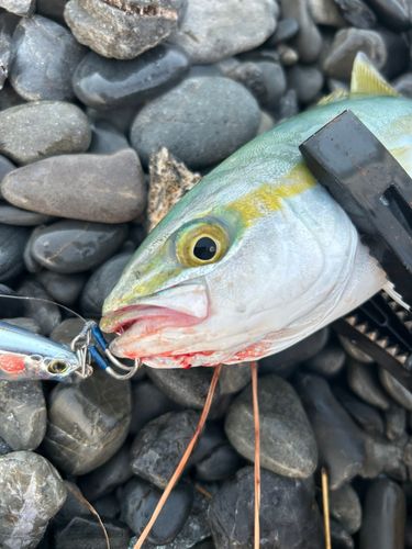 ワカナゴの釣果