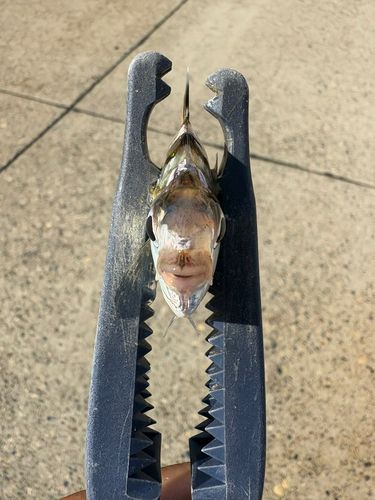 ヒイラギの釣果