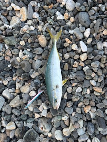 ワカシの釣果