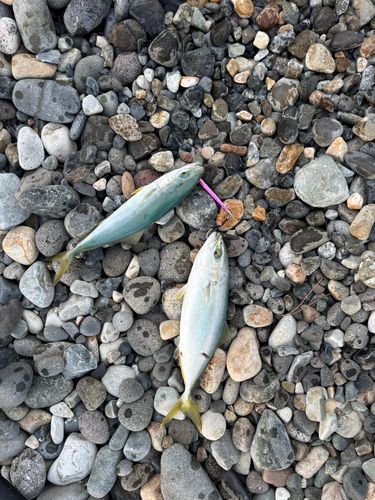 ワカシの釣果