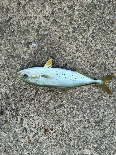 フクラギの釣果