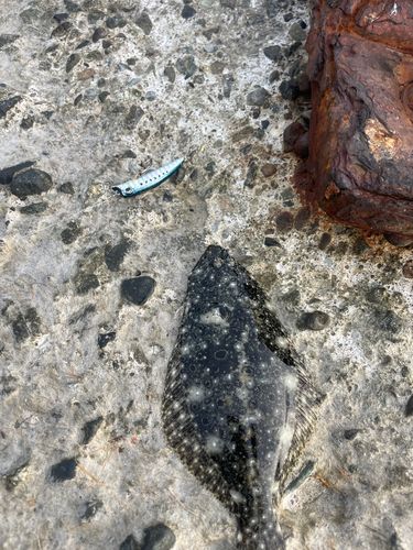 ソゲの釣果
