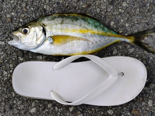 シマアジの釣果