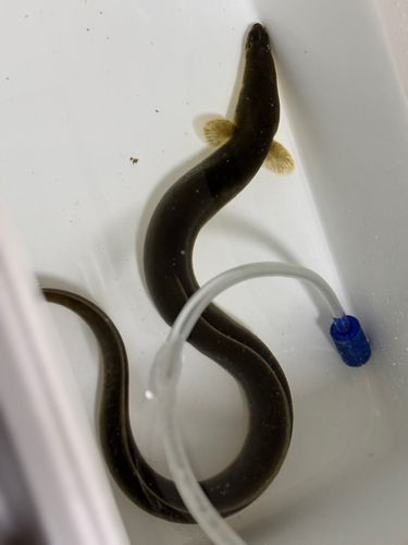 ニホンウナギの釣果