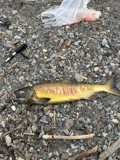 アキアジの釣果