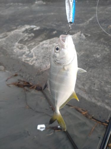 メッキの釣果