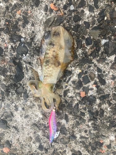 アオリイカの釣果