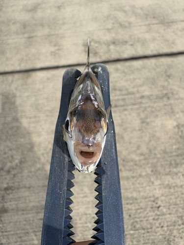 ヒイラギの釣果