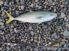 イナダの釣果