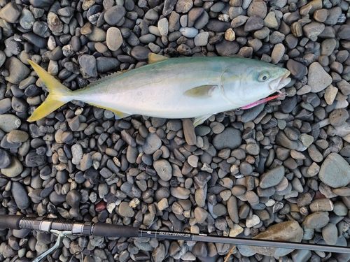 イナダの釣果