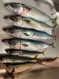 サバの釣果