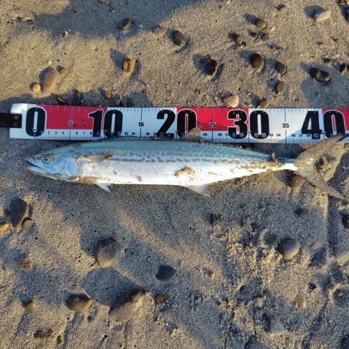 サゴシの釣果