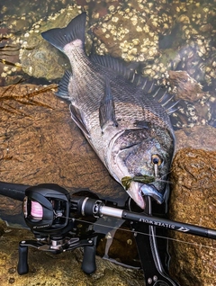 チヌの釣果