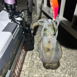 アオリイカ