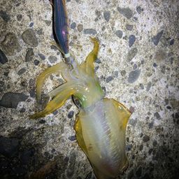 アオリイカ