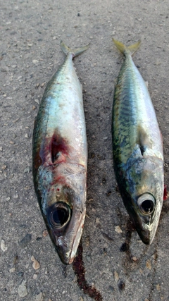 サバの釣果