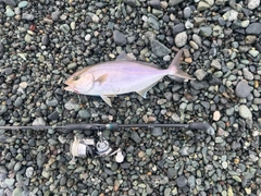 ショゴの釣果