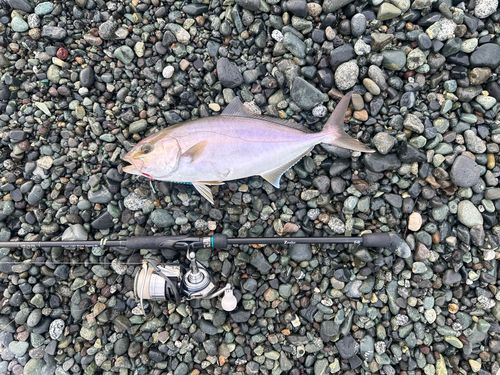 ショゴの釣果
