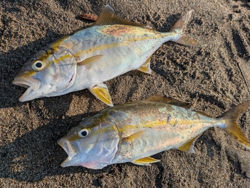 ショゴの釣果
