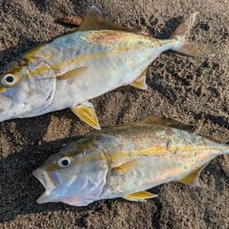 ショゴ
