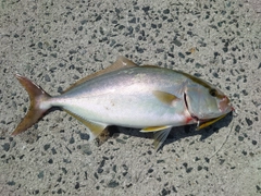 カンパチの釣果