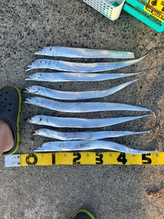 タチウオの釣果