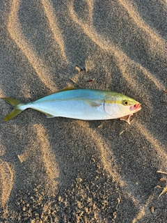 ハマチの釣果
