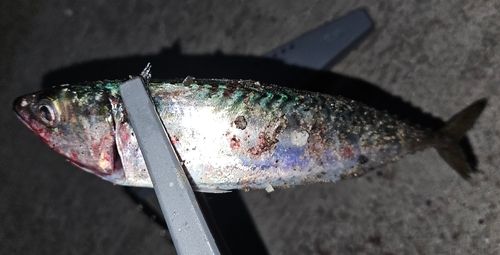 サバの釣果